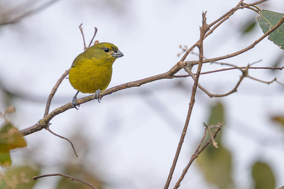 Purple-throated Euphonia