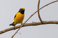 Purple-throated Euphonia