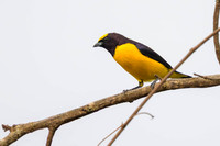 Purple-throated Euphonia