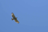 Grey-lined Hawk