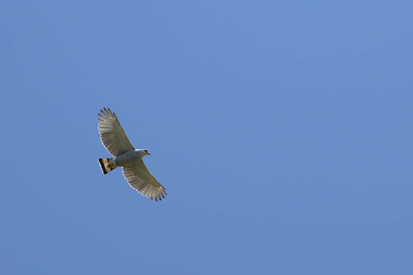 Grey-lined Hawk