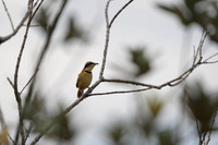 Collared Crescentchest