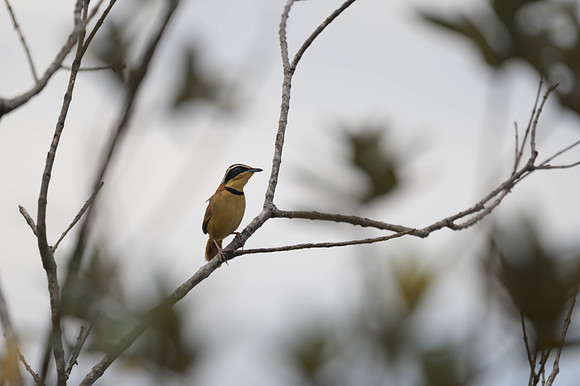 Collared Crescentchest