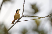 Collared Crescentchest