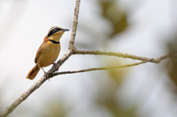 Collared Crescentchest