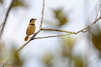 Collared Crescentchest