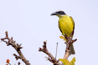 Boat-billed Flycatcher