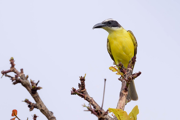 Boat-billed Flycatcher