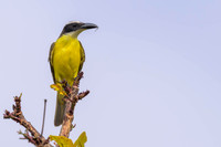 Boat-billed Flycatcher