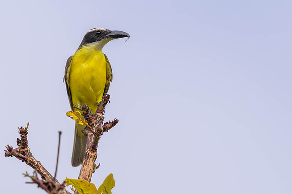 Boat-billed Flycatcher