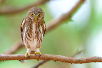 Ferruginous Pygmy-Owl