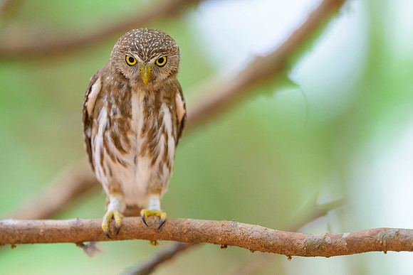 Ferruginous Pygmy-Owl