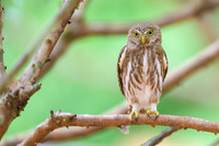 Ferruginous Pygmy-Owl