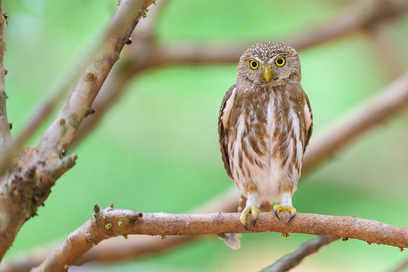 Ferruginous Pygmy-Owl