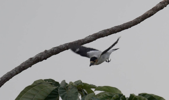 Black-crowned TItyra