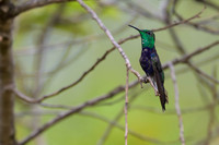 Fork-tailed Woodnymph