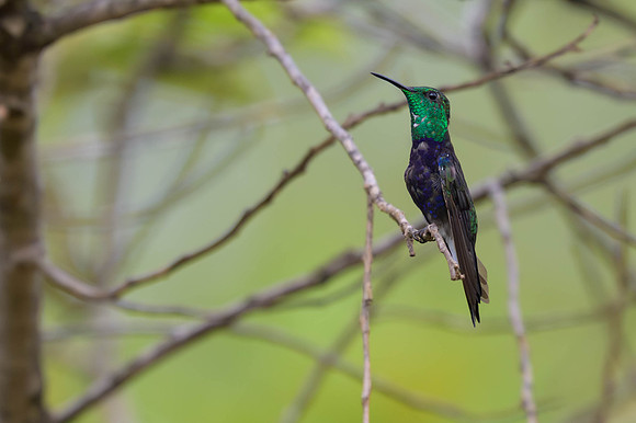 Fork-tailed Woodnymph