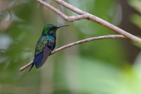 Fork-tailed Woodnymph