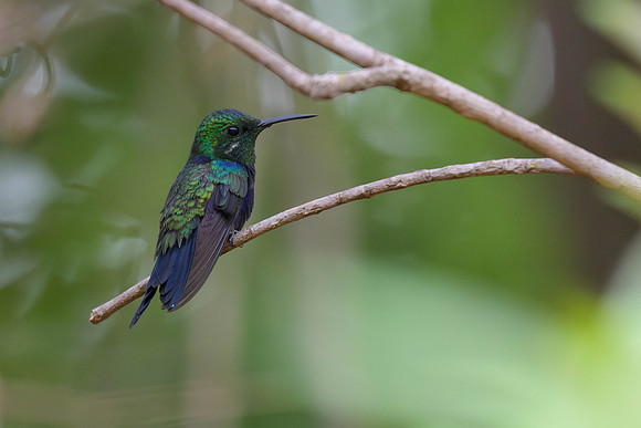 Fork-tailed Woodnymph