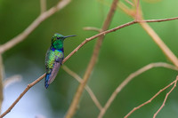 Fork-tailed Woodnymph