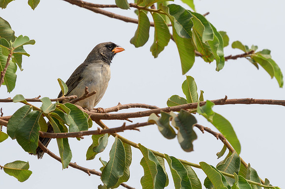 Black-throated Saltator