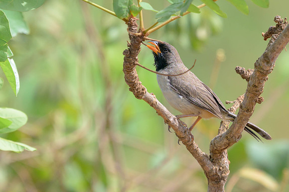 Black-throated Saltator