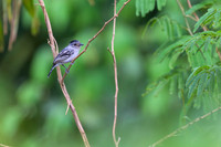 Planalto Slaty-Antshrike