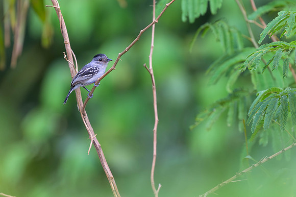 Planalto Slaty-Antshrike