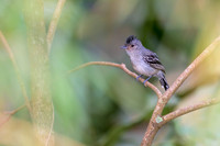Planalto Slaty-Antshrike