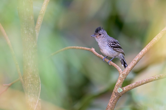 Planalto Slaty-Antshrike