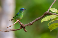 Blue Dacnis