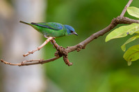 Blue Dacnis