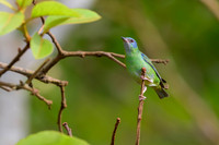 Blue Dacnis