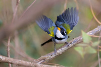 Saffron-billed Sparrow