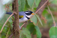 Saffron-billed Sparrow