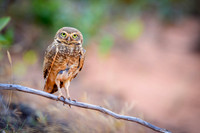 Burrowing Owl