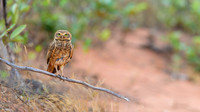 Burrowing Owl