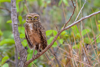 Burrowing Owl