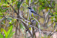 White-banded Tanager