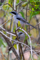 White-banded Tanager