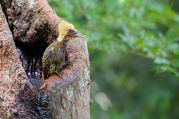 Pale-crested Woodpecker