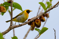 Guira Tanager