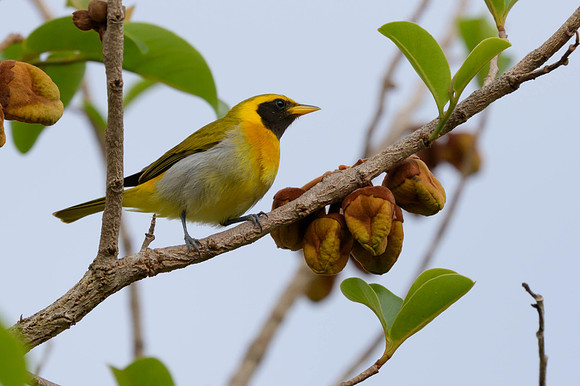 Guira Tanager