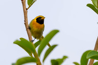 Guira Tanager