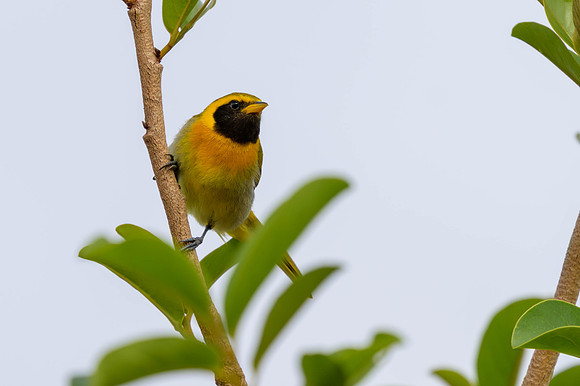 Guira Tanager
