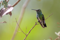 Glittering-throated Emerald