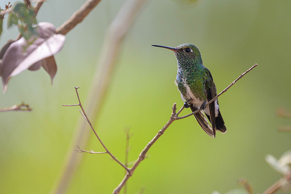 Glittering-throated Emerald