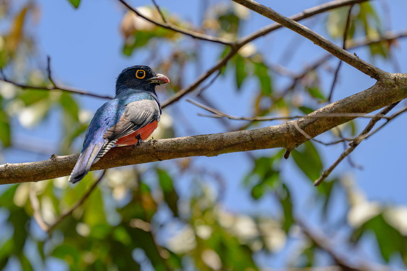 Blue-crowned Trogon