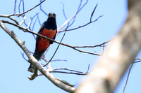 Blue-crowned Trogon