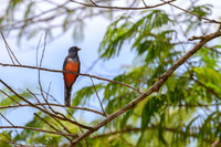 Blue-crowned Trogon